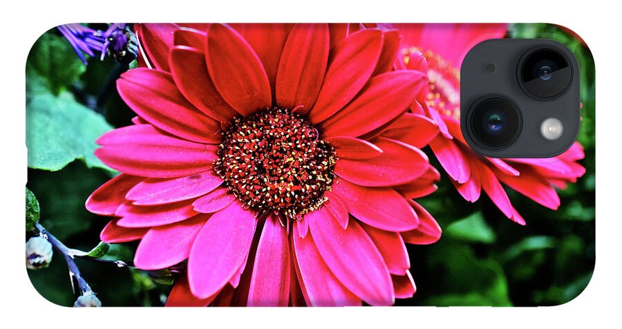 Daisy iPhone 14 Case featuring the photograph 2020 Red Gerber Daisy 2 by Janis Senungetuk
