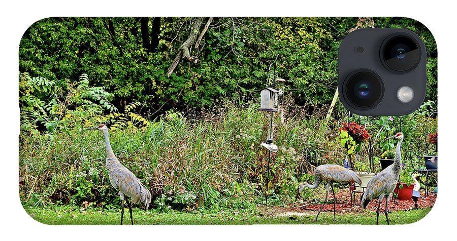 Sandhill Cranes; Backyard; Birds; iPhone Case featuring the photograph 2021 Fall Sandhill Cranes 2 by Janis Senungetuk