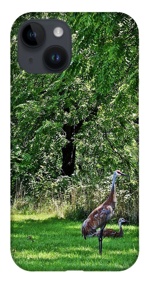 Sandhill Cranes iPhone 14 Case featuring the photograph 2021 Sandhill Crane Family 2 by Janis Senungetuk