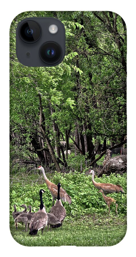 Sandhill Cranes iPhone 14 Case featuring the photograph 2022 Busy Afternoon at the Basin by Janis Senungetuk