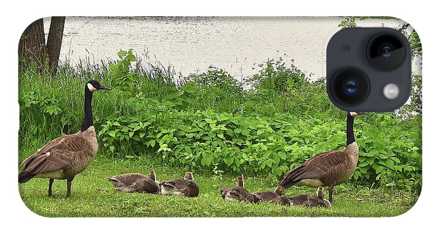 Canadian Geese iPhone 14 Case featuring the photograph 2022 Geese and Goslings Visiting the Basin by Janis Senungetuk