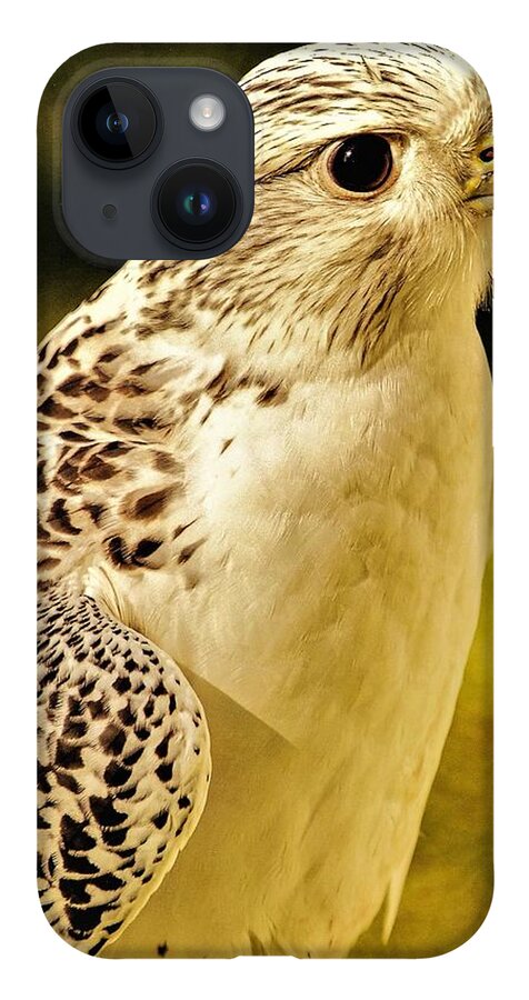 Bird Of Pray Feathers Eye iPhone Case featuring the photograph Bird3 by John Linnemeyer