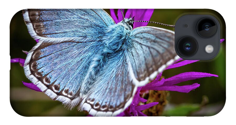 Common iPhone Case featuring the photograph Common Blue Butterfly by Shirley Mitchell