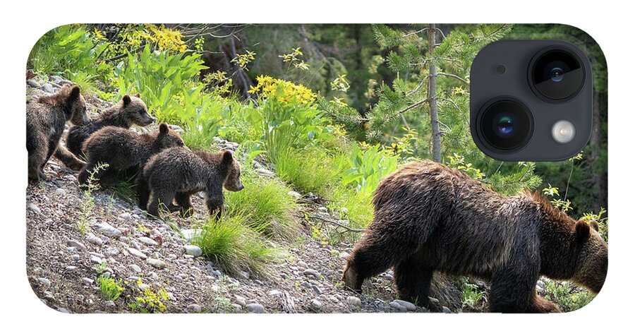 Bear iPhone 14 Case featuring the photograph 4 Cubs with Mama Grizzly Bear #399 by Wesley Aston