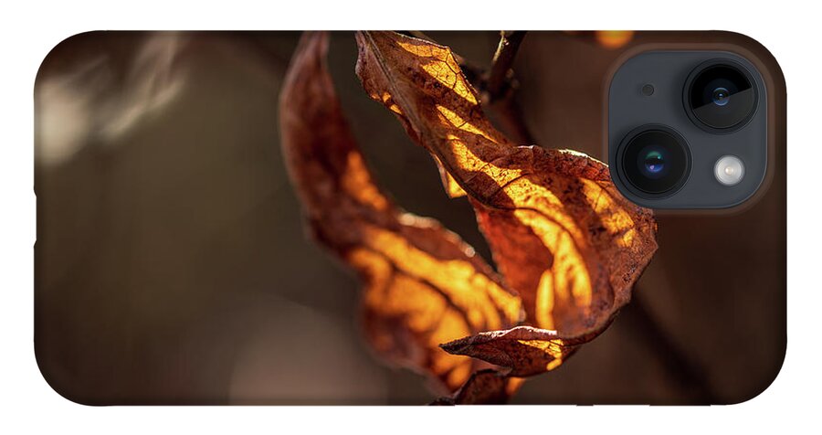 Landscape iPhone Case featuring the photograph Nature Photography - Fall Leaves by Amelia Pearn