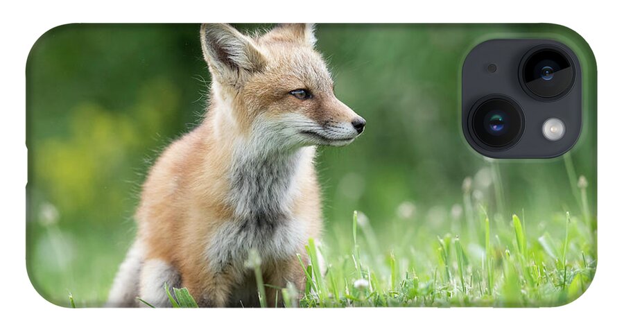 Red Fox iPhone 14 Case featuring the photograph A Distant Gaze by Everet Regal