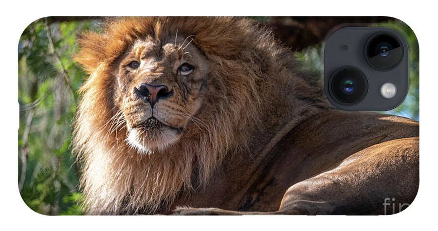 David Levin Photography iPhone Case featuring the photograph A Lounging Lion by David Levin