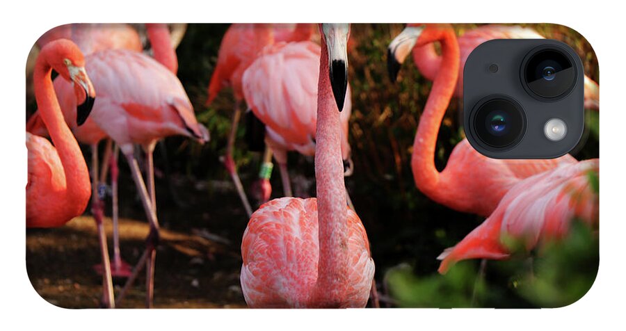 American Flamingo iPhone 14 Case featuring the photograph American flamingo - Hey, you stay by Vaclav Sonnek