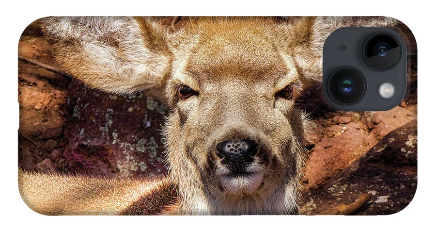 Deer iPhone 14 Case featuring the photograph A Mule Deer by Laura Putman