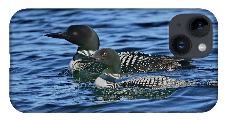 Bird iPhone 14 Case featuring the photograph A Pair of Loons by Dale Kauzlaric