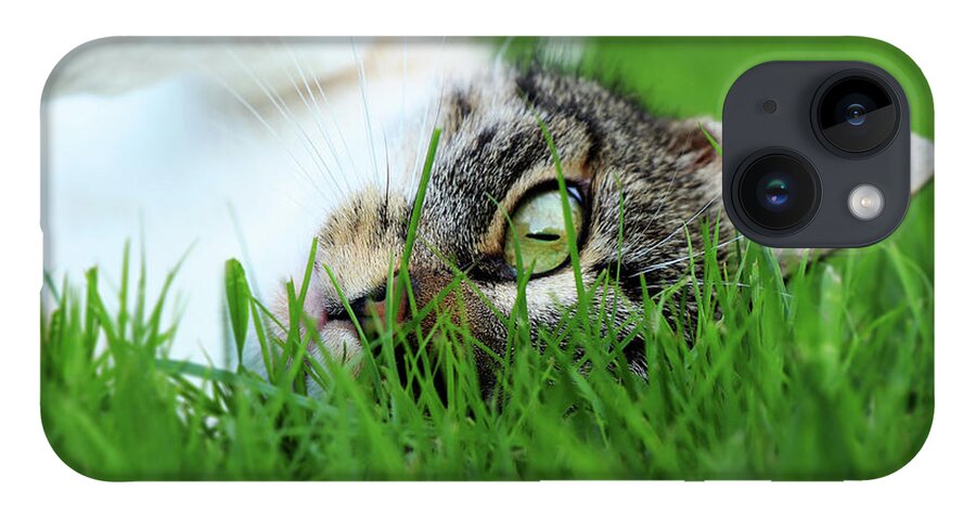 Domestic Cat iPhone 14 Case featuring the photograph Tabby kitten lying in grass by Vaclav Sonnek