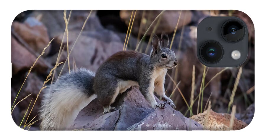 Squirrel iPhone 14 Case featuring the photograph Abert's Squirrel by Laura Putman