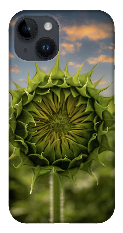 Sunflower iPhone 14 Case featuring the photograph About To Pop Out by Rick Nelson