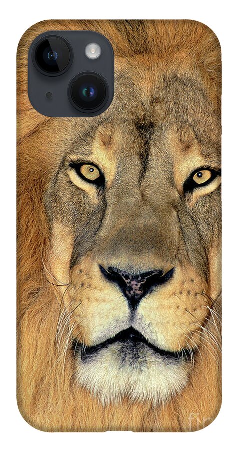 African Lion iPhone 14 Case featuring the photograph African Lion Portrait Wildlife Rescue by Dave Welling