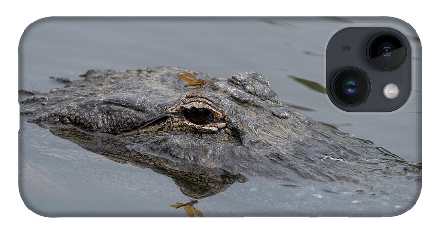 Alligator iPhone 14 Case featuring the photograph Alligator with Dragonfly by Carolyn Hutchins