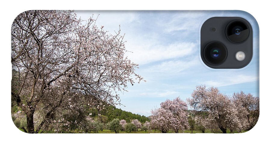 Spring iPhone 14 Case featuring the photograph Almond trees bloom in spring against blue sky. by Michalakis Ppalis
