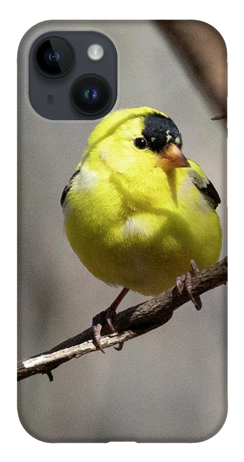 American Goldfinch iPhone 14 Case featuring the photograph American Goldfinch by Michael Gerbino