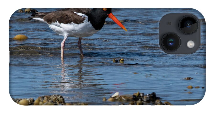 Shore iPhone 14 Case featuring the photograph American Oystercatcher by Cathy Kovarik
