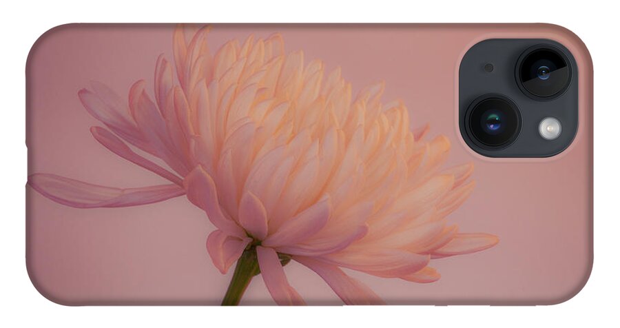 Chrysanthemum iPhone 14 Case featuring the photograph An Elegant Single Chrysanthemum 2 by Lindsay Thomson