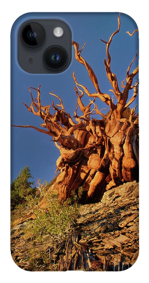 Dave Welling iPhone 14 Case featuring the photograph Ancient Bristlecone Pine White Mountains California by Dave Welling