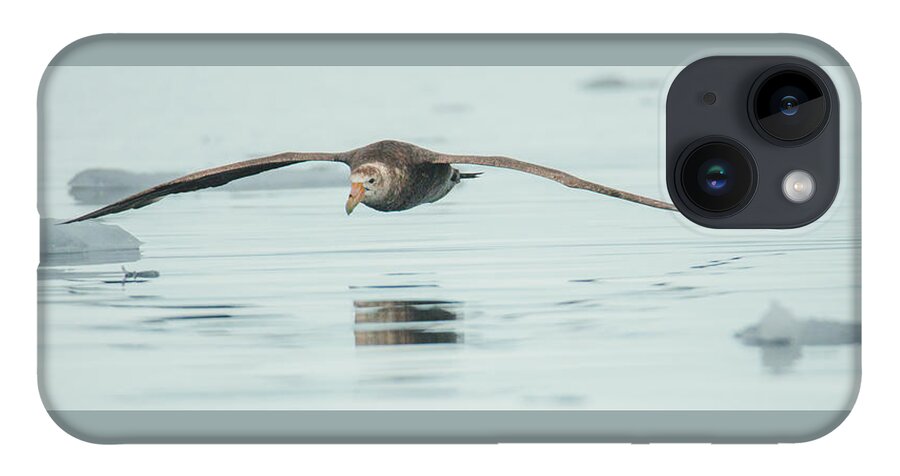 05feb20 iPhone 14 Case featuring the photograph Antarctic Giant Petrel Low Level Over Fournier Bay by Jeff at JSJ Photography