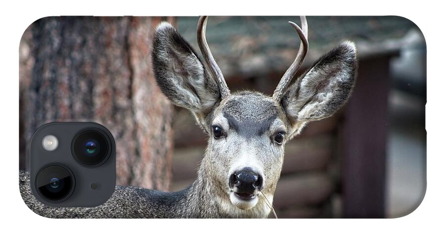 Rack iPhone 14 Case featuring the photograph A Curious Deer by Loren Gilbert