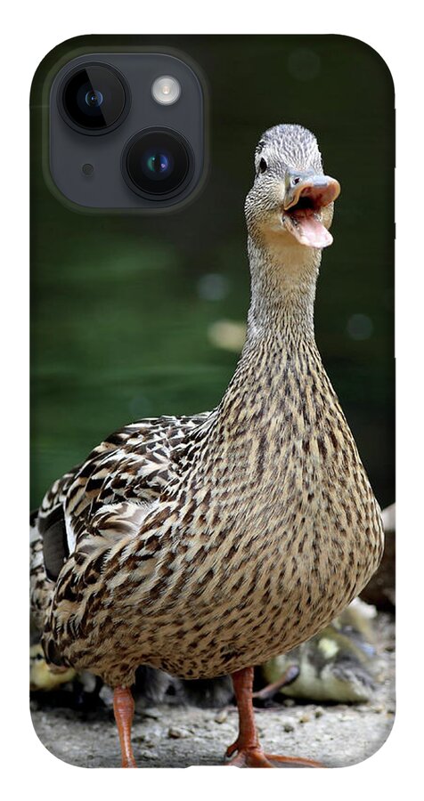 Duck iPhone 14 Case featuring the photograph Mother and Ducklings by Michael Gerbino