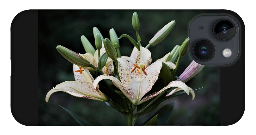 Lilies iPhone 14 Case featuring the photograph Asiatic Lily Blossoms and Buds by Nancy Ayanna Wyatt