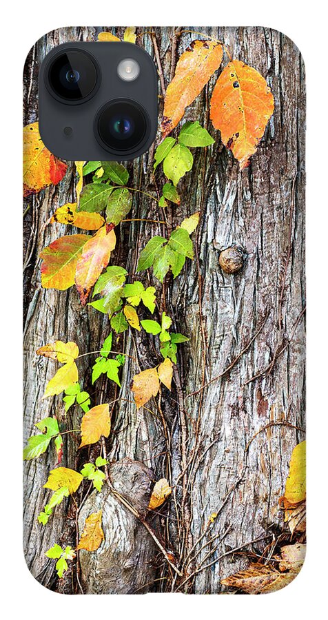 Pond iPhone Case featuring the photograph Autumn Colored Vines Climbing a Cypress Tree by Bob Decker