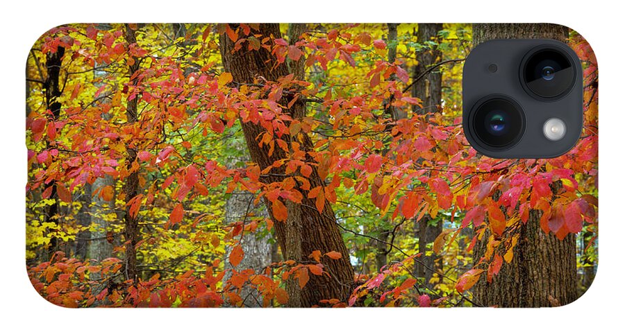 Autumn iPhone 14 Case featuring the photograph Autumn Leaves II by Norman Reid