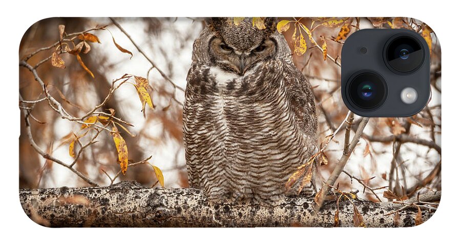 Great-horned Owl iPhone Case featuring the photograph Autumn owl by D Robert Franz