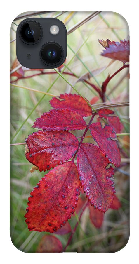 Red iPhone 14 Case featuring the photograph Autumn Wild Rose Leaves by Karen Rispin