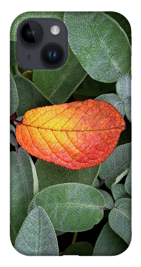 Autumnal iPhone 14 Case featuring the photograph Autumnal leaf in a sage bush by Bernhard Schaffer