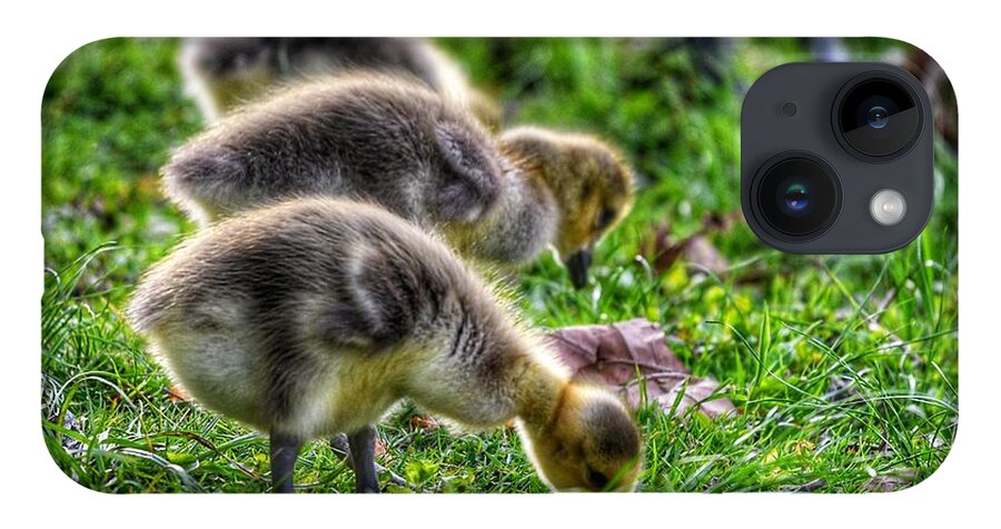 Photo iPhone 14 Case featuring the photograph Baby Geese by Evan Foster
