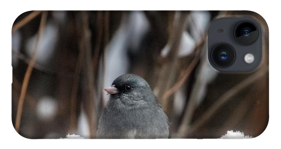 Junco iPhone 14 Case featuring the photograph Baby, it's Cold Outside by Laura Putman