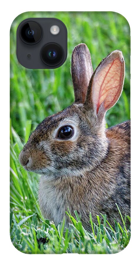 Rabbit iPhone 14 Case featuring the photograph Backyard Bunny by David Beechum
