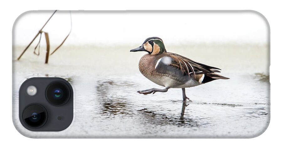 Baikal Teal iPhone 14 Case featuring the photograph Baikal Teal, the beautiful and rare visitor in Sweden, walks wit by Torbjorn Swenelius