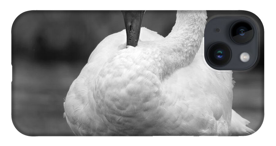 Trumpeter Swan iPhone 14 Case featuring the photograph Balance. by Paul Martin