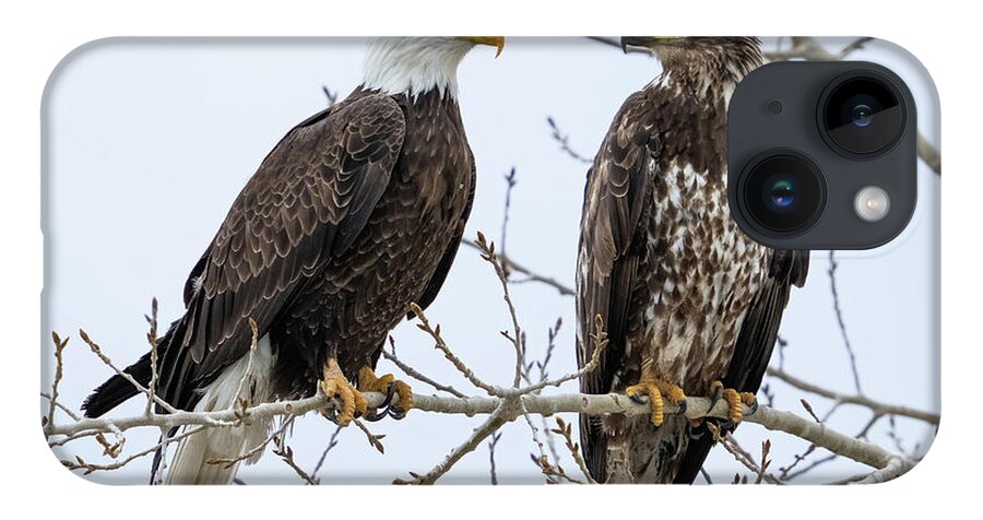 Bald Eagles iPhone Case featuring the photograph Bald Eagles on Branch by Wesley Aston
