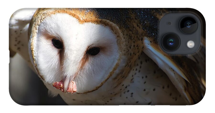 Barn Owl iPhone 14 Case featuring the photograph Barn Owl Eating 2 by Flees Photos