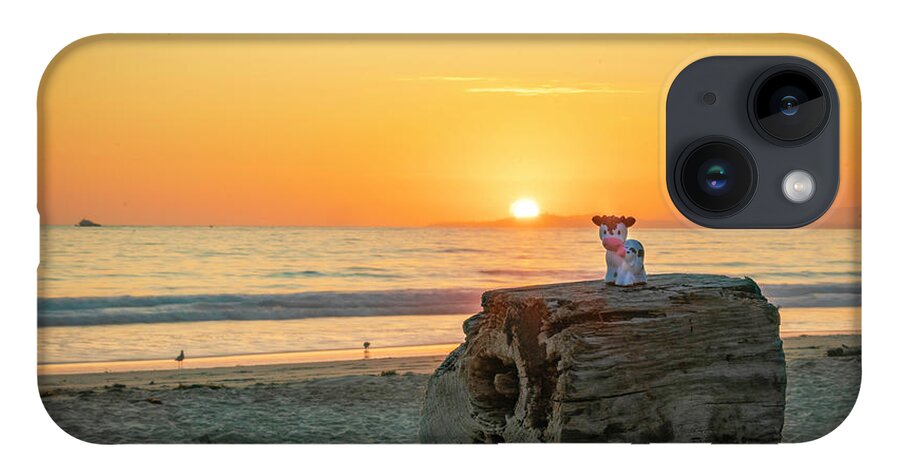 Sunset iPhone 14 Case featuring the photograph Beach Sunset with Cows by Lindsay Thomson
