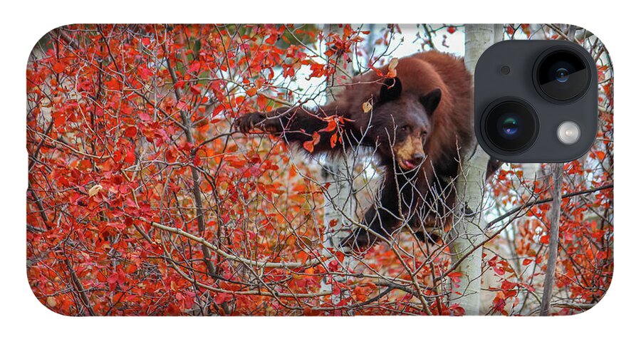 Bear iPhone 14 Case featuring the photograph Bear Cub by Cindy Robinson