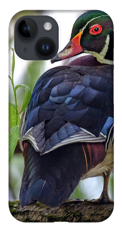 Rainbow Duck iPhone Case featuring the photograph Beautiful Wood Duck by Jerry Cahill