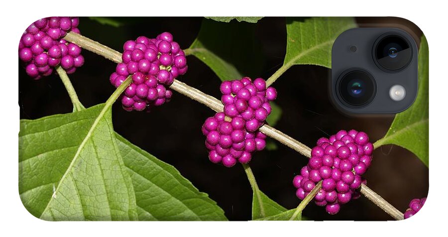 Beautyberry iPhone 14 Case featuring the photograph Beauty Berry by Mingming Jiang