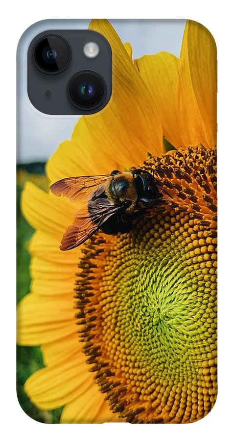 Bee iPhone Case featuring the photograph Bee on Sunflower by Rick Nelson
