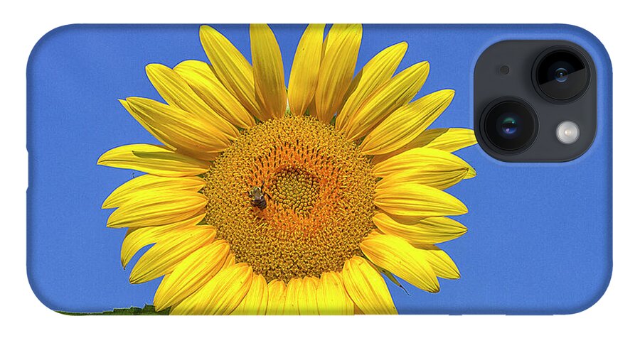 Sunflower iPhone 14 Case featuring the photograph Big and Beautiful by Bill Barber