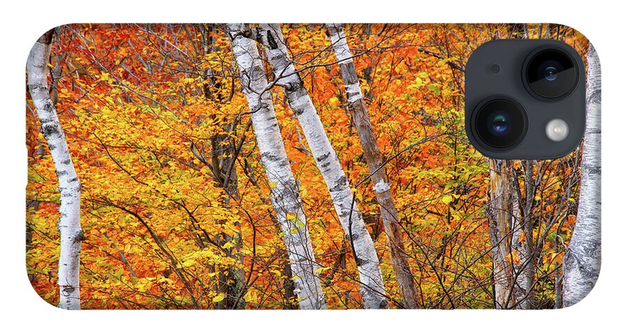New Hampshire iPhone Case featuring the photograph Birch Fire by Jeff Sinon