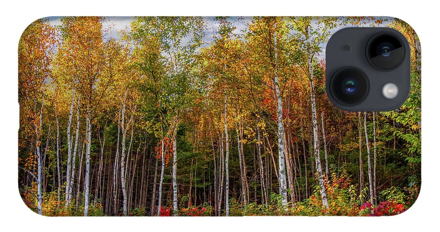 Maine Birch Trees iPhone Case featuring the photograph Birch trees turn to gold by Jeff Folger