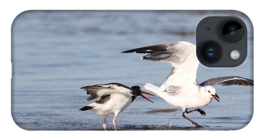 Seagulls iPhone 14 Case featuring the photograph Birds' Fight by Mingming Jiang