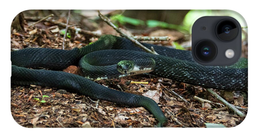 Brevard iPhone 14 Case featuring the photograph Black Rat Snake by Melissa Southern